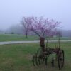 Foggy rural landscape featuring a blooming pink redbud tree behind an antique rusted farm plow in a grassy field, photographed by Geo Barner in North Carolina.
