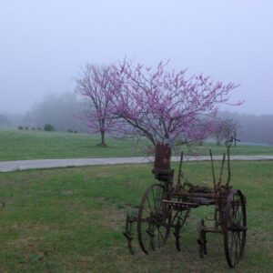 Foggy rural landscape featuring a blooming pink redbud tree behind an antique rusted farm plow in a grassy field, photographed by Geo Barner in North Carolina.