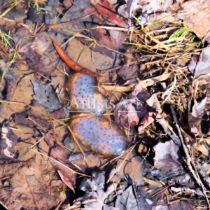 BullFrog Sunny Eggs (Digital Downloads)