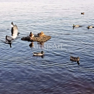 Flighty Wing (Digital Downloads)