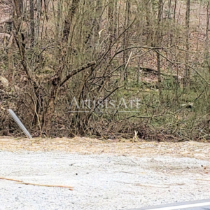 Hidden Owl (Digital Downloads)