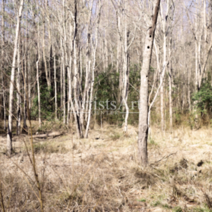 Hiding Behind Oaks (Digital Downloads)