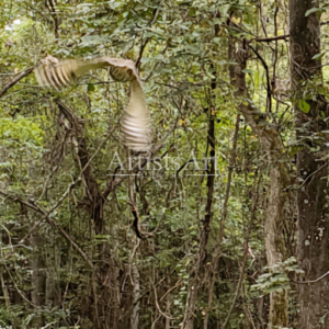 Owl In Flight (Digital Downloads)