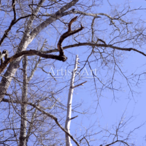 Points to Woodpecker (Digital Downloads)