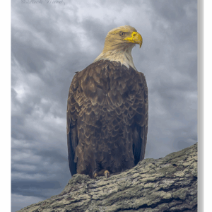 Photograph of a bald eagle perched on a tree branch against stormy skies.