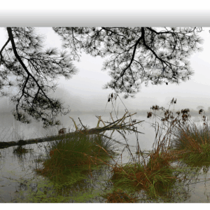 Photograph of a fog-covered farm pond with trees and grass reflected in the water.