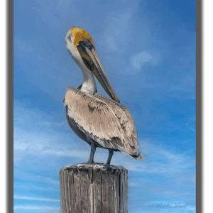 Photograph of a juvenile pelican perched on a dock post in Engelhard, North Carolina, with a blue sky background.
