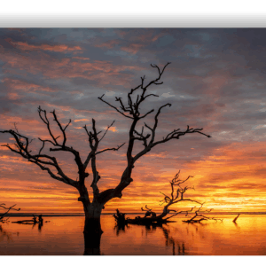 Photograph of a lone tree in the ocean at sunrise, Hunting Island State Park.