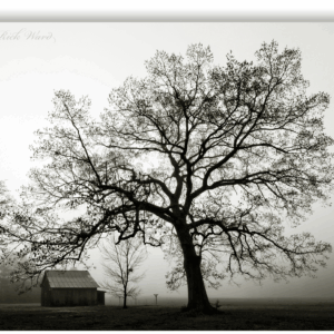 Black and white photograph of a large oak tree in morning fog with a rustic barn beneath its branches in rural North Carolina.