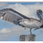 Photograph of a pelican stretching its wings and legs on a dock post against a cloudy blue sky.