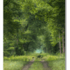 A mother bear and her cubs walking along a green forest path at Pungo Lake in Pocosin Lakes National Wildlife Refuge, North Carolina.