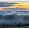 Photograph of cows grazing in a foggy pasture at sunrise with trees in the background.