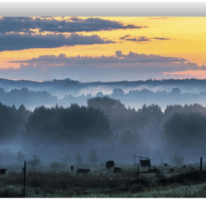 Photograph of cows grazing in a foggy pasture at sunrise with trees in the background.