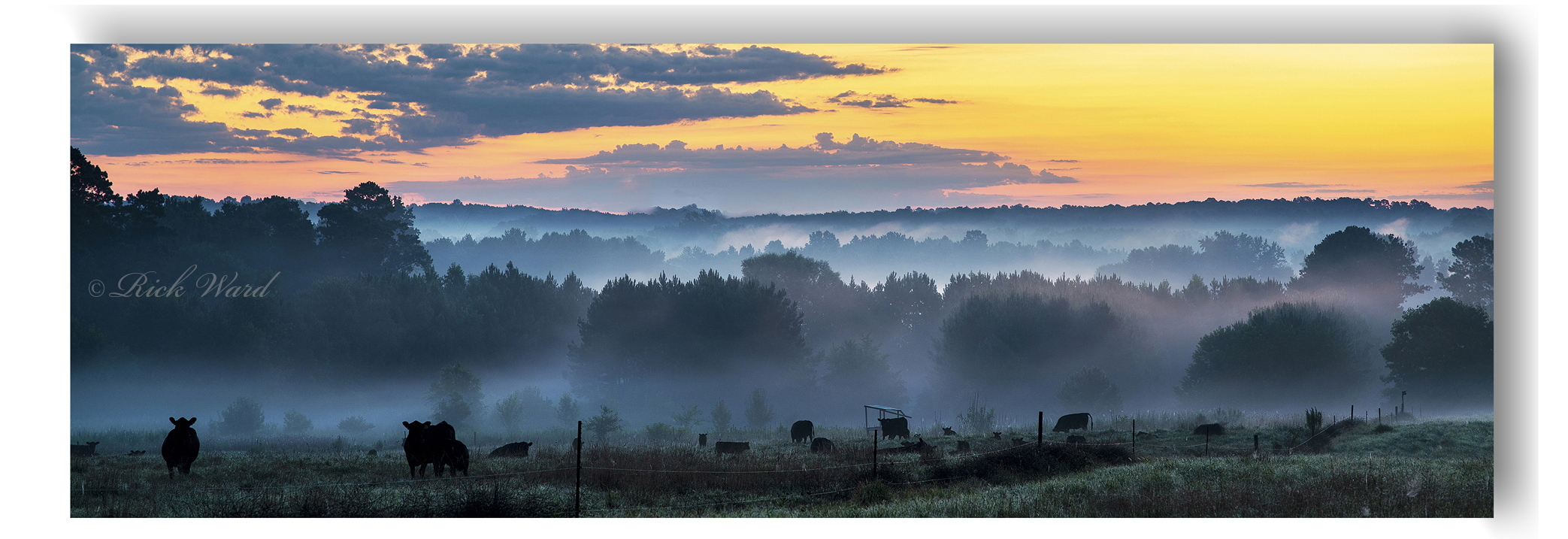 Photograph of cows grazing in a foggy pasture at sunrise with trees in the background.