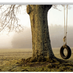 Photograph of a tire swing hanging from a large tree in a foggy sunrise field.
